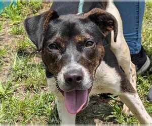 Mutt Dogs for adoption in Anniston, AL, USA