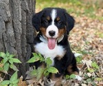 Litter of 7 - Male(s) and Female(s) Bernese Mountain DogLitter of Puppies for Sale - Small photo