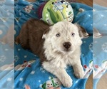 Puppy Patches Australian Shepherd