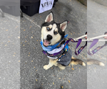 Small #4 Siberian Husky