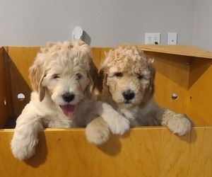 Goldendoodle Puppy for sale in WARWICK, RI, USA