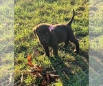 Small Photo #7 Labrador Retriever Puppy For Sale in AVA, MO, USA
