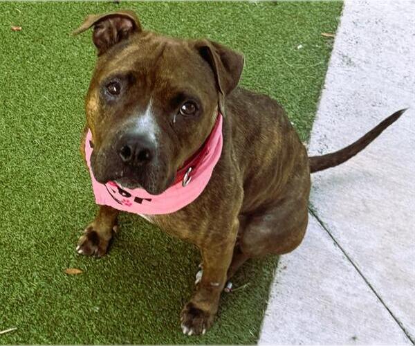 Medium Photo #2 American Staffordshire Terrier Puppy For Sale in Fort Lauderdale, FL, USA