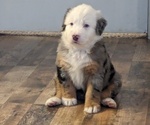 Puppy Mittens Australian Shepherd-Bernedoodle Mix