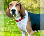 Small #4 Treeing Walker Coonhound