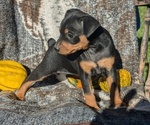 Puppy Cora Miniature Pinscher