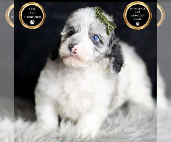 Medium Photo #111 Poodle (Toy) Puppy For Sale in WARSAW, IN, USA