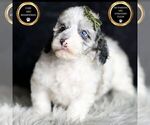 Small #8 Poodle (Toy)