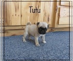 Puppy 5 Pug