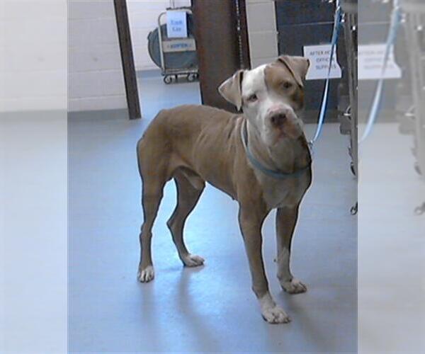 Medium Photo #1 American Pit Bull Terrier Puppy For Sale in Fayetteville, NC, USA