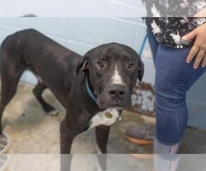 Wilson - Male Great Dane-Unknown Mix Dog for Adoption