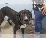 Wilson - Male Great Dane-Unknown Mix Dog for Adoption - Small photo