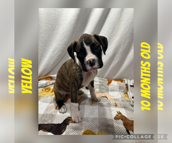 Medium Photo #1 Boxer Puppy For Sale in RALEIGH, NC, USA