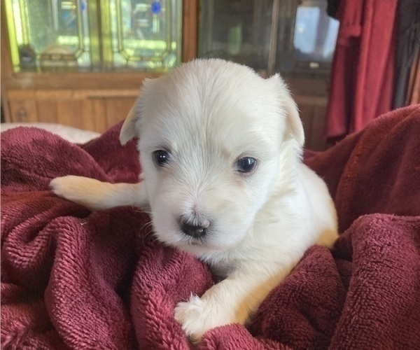 Medium Photo #1 Coton de Tulear Puppy For Sale in RUBICON, WI, USA