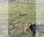 Small #3 Great Dane