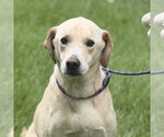 Small Labrador Retriever