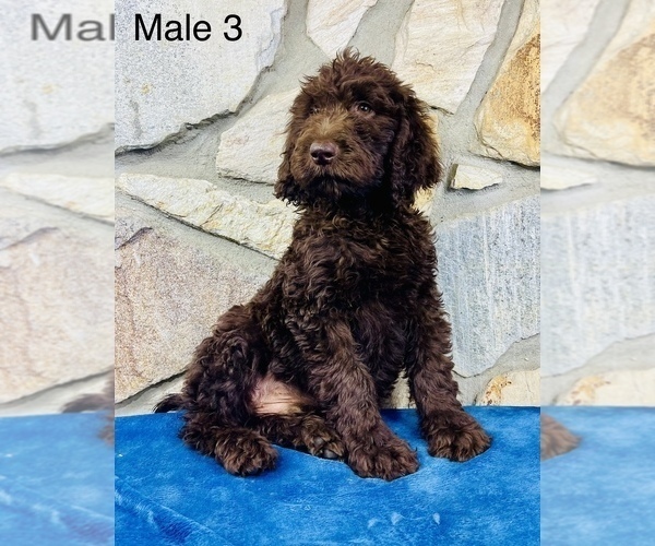 Medium Photo #2 Labradoodle Puppy For Sale in OCALA, FL, USA