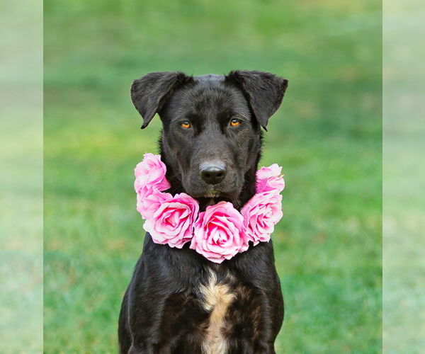 Medium Photo #4 Mutt Puppy For Sale in Unionville, PA, USA