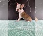 Puppy Gimli AKC Boston Terrier