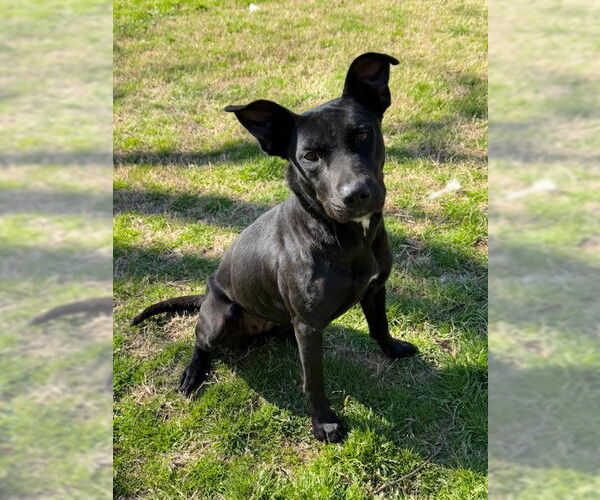 Medium Photo #1 Labrador Retriever-Unknown Mix Puppy For Sale in Woodbury, NY, USA
