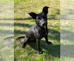Small Labrador Retriever Mix