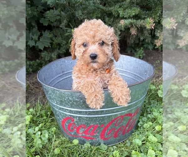 Medium Photo #3 Cockapoo (Miniature) Puppy For Sale in MIDDLEBURY, IN, USA
