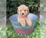 Small #2 Cockapoo (Miniature)