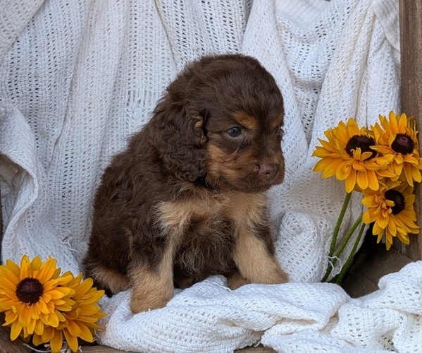 Medium Photo #23 Cock-A-Poo Puppy For Sale in GOSHEN, IN, USA