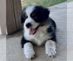 Small #13 Miniature Australian Shepherd