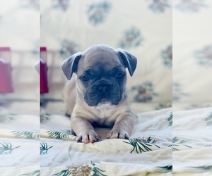 French Bulldog Dog for Adoption in RICHLAND, Iowa USA