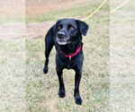 Small #1 Labrador Retriever Mix