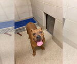 Small #24 American Pit Bull Terrier