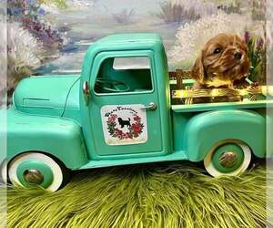 Cavalier King Charles Spaniel Puppy for sale in TEXARKANA, TX, USA