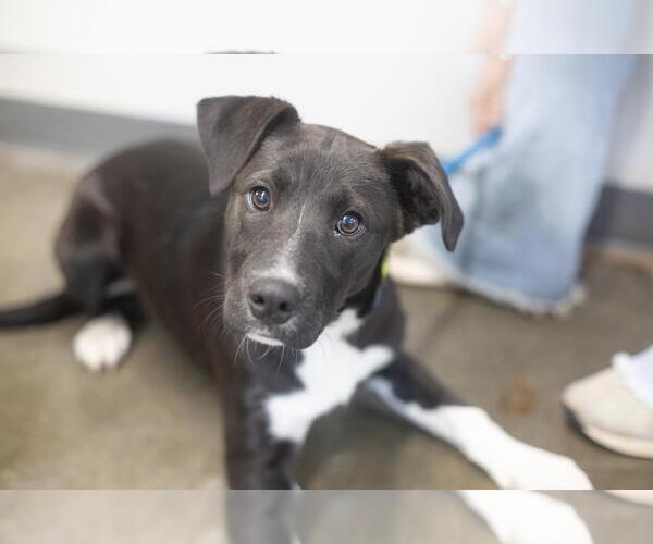 Medium Photo #1 Borador Puppy For Sale in Mountain Home, AR, USA