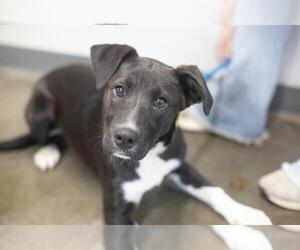 Borador Dogs for adoption in Mountain Home, AR, USA