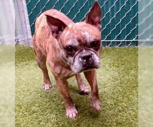 Faux Frenchbo Bulldog Dogs for adoption in Huntington Beach, CA, USA