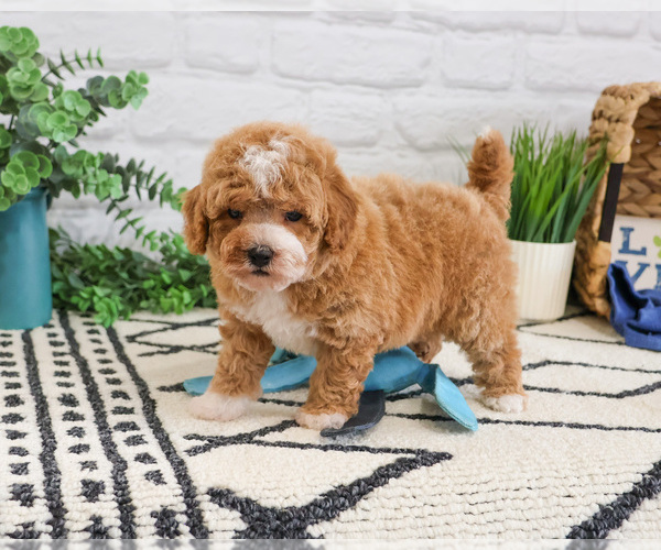 Medium Photo #7 Cavapoo (Miniature) Puppy For Sale in SYRACUSE, IN, USA