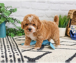 Small #6 Cavapoo (Miniature)