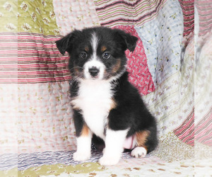 Miniature Australian Shepherd Puppy for sale in HARRISON, OH, USA