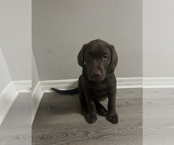 Medium Photo #5 Labrador Retriever Puppy For Sale in LEHIGH ACRES, FL, USA
