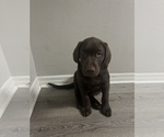 Small #4 Labrador Retriever