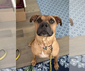 Ozzy Porter - Male Boxer-Unknown Mix Dog for Adoption - Photo #2
