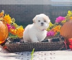 Puppy Penelope Shih Tzu