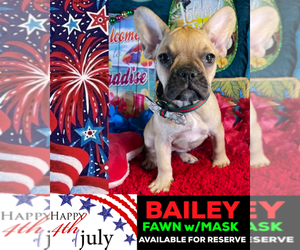 French Bulldog Puppy for sale in HEATHROW, FL, USA