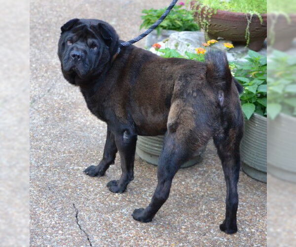 Medium Photo #3 Chinese Shar-Pei Puppy For Sale in Enfield, CT, USA