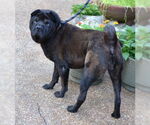 Small #2 Chinese Shar-Pei