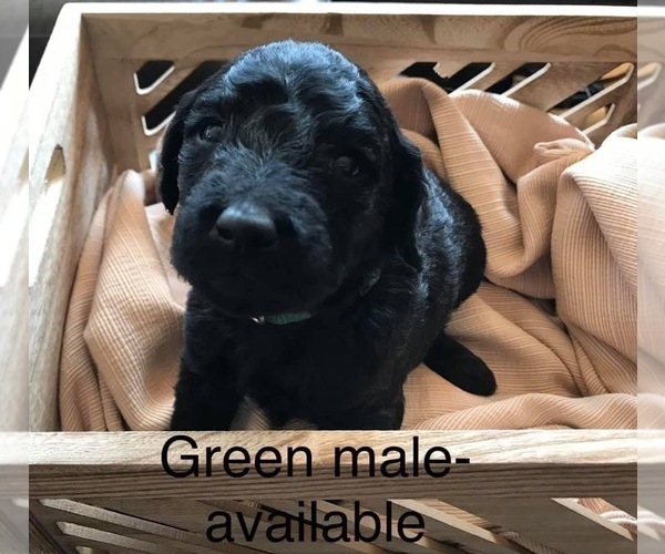 Medium Photo #2 Goldendoodle Puppy For Sale in LADYSMITH, WI, USA