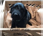 Small Photo #2 Goldendoodle Puppy For Sale in LADYSMITH, WI, USA