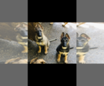 Small Photo #4 German Shepherd Dog Puppy For Sale in BRUSH PRAIRIE, WA, USA