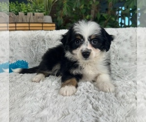 Aussiedoodle Miniature Puppy for sale in GREENFIELD, IN, USA